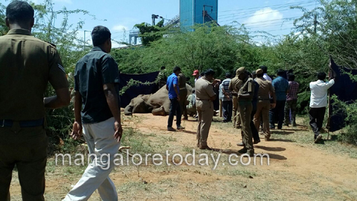 elephant  died  